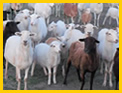 Flat Creek RV Resort - Meet the Herd